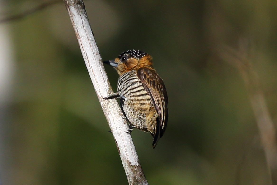 Ochre-collared Piculet - ML204234351