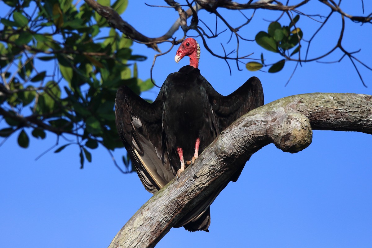Turkey Vulture (Tropical) - Josef Widmer