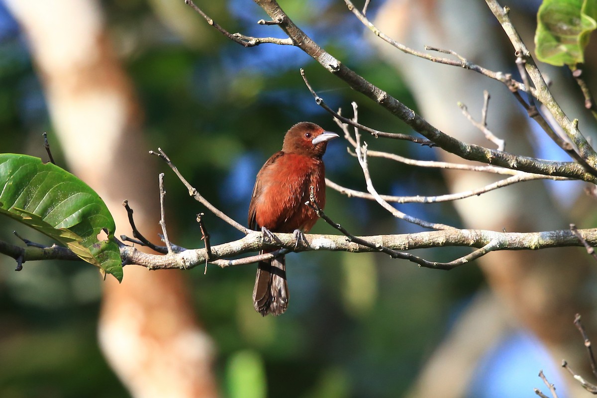 Silver-beaked Tanager - ML204234441