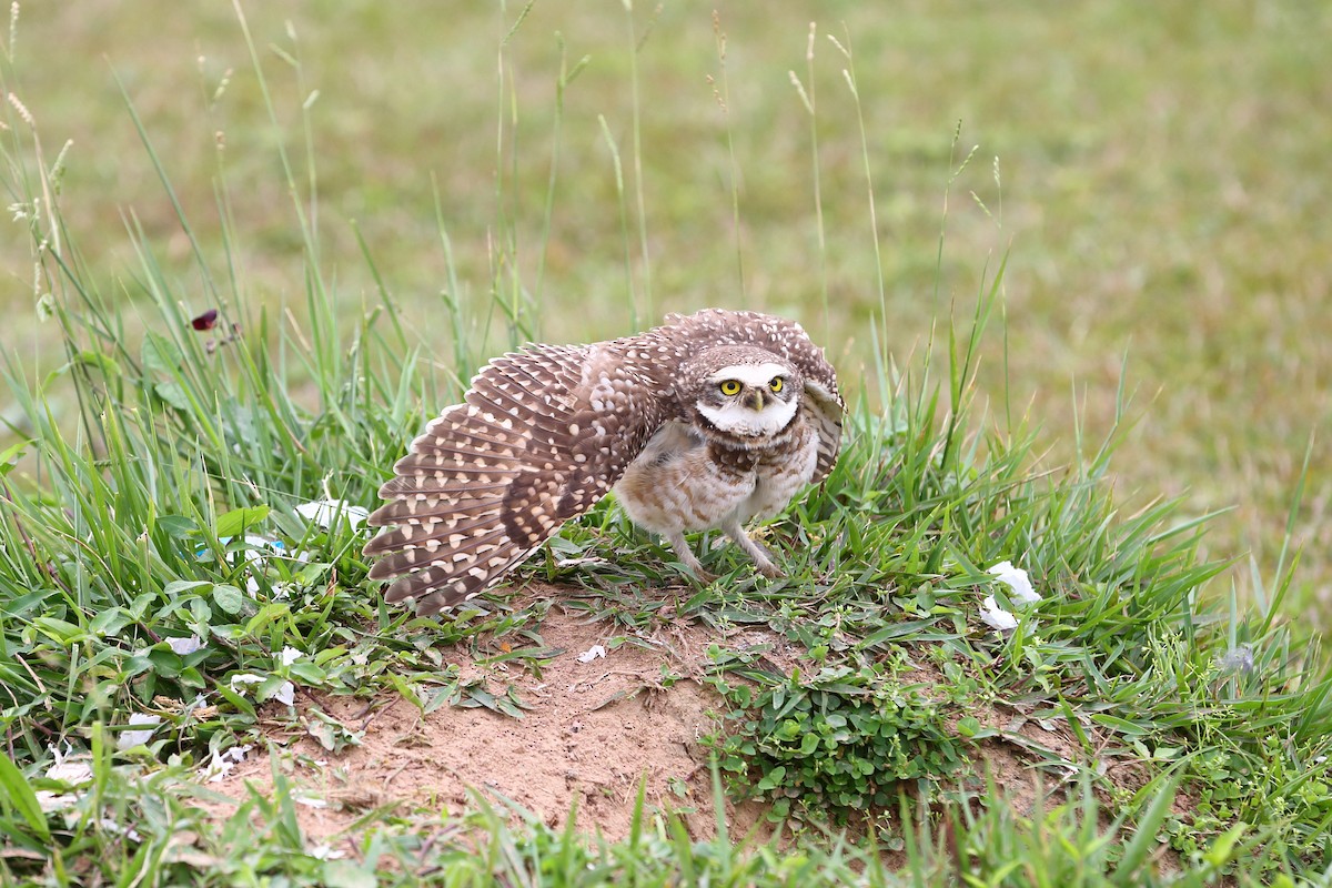 Burrowing Owl - Josef Widmer