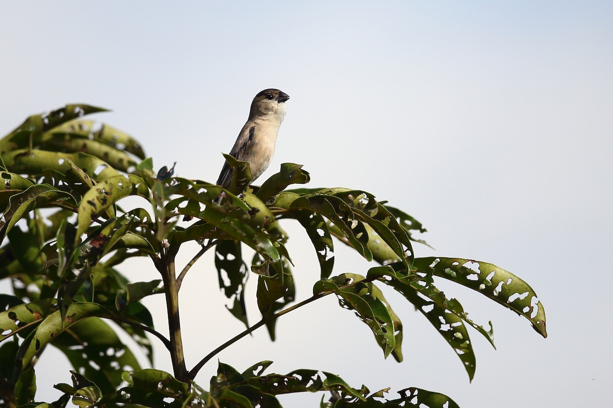 Pearly-bellied Seedeater - ML204234691
