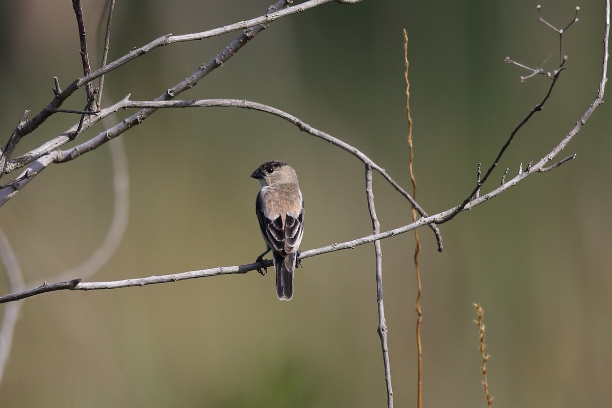 Pearly-bellied Seedeater - ML204234701