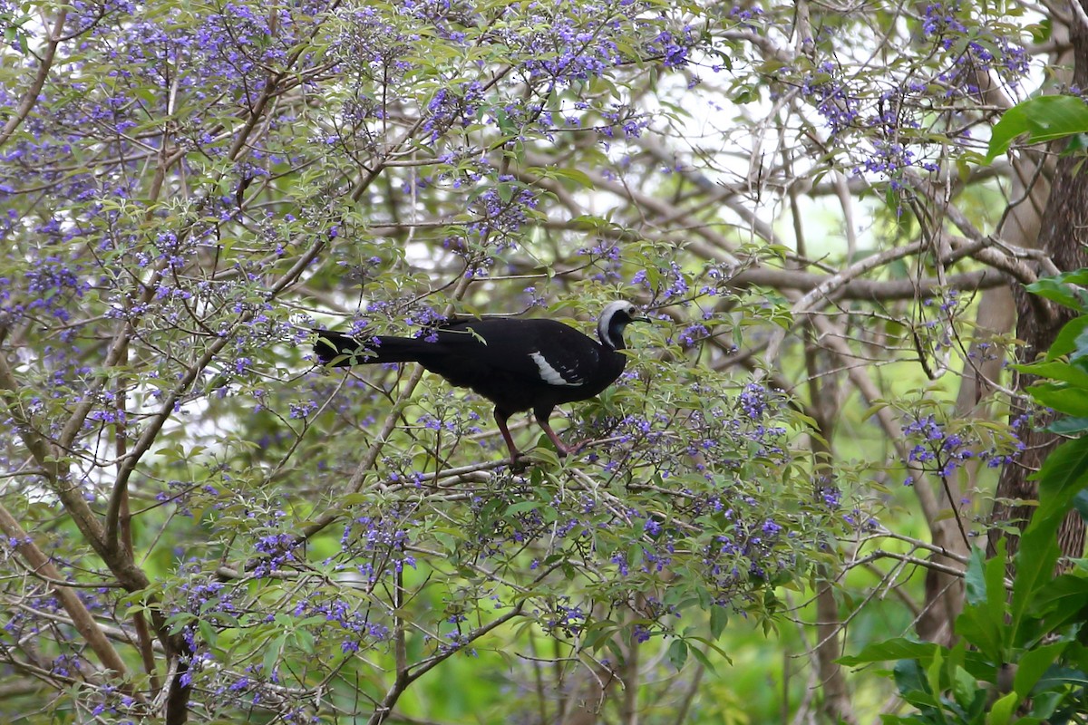 White-throated Piping-Guan - ML204234721