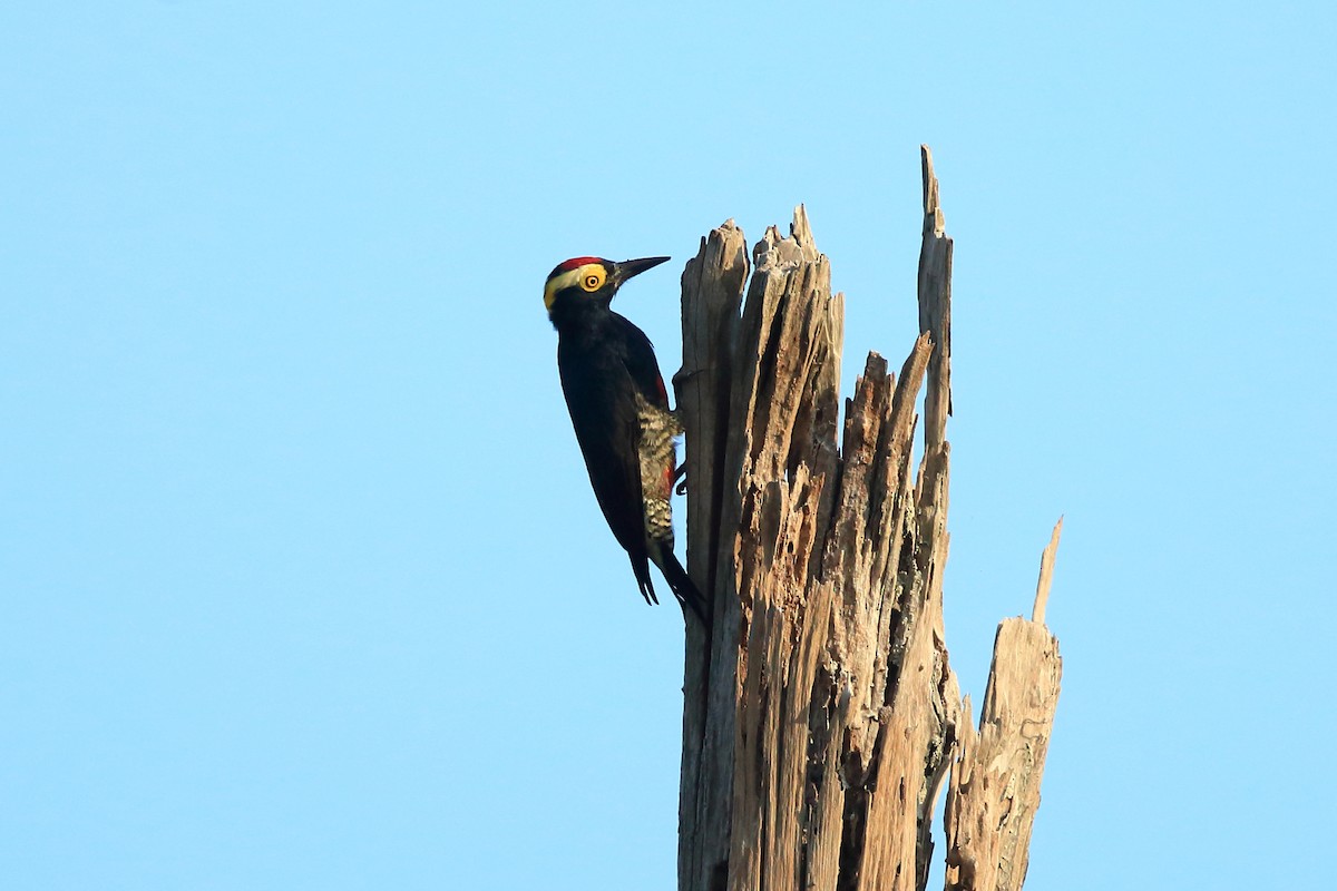 Yellow-tufted Woodpecker - Josef Widmer