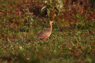 Red-winged Tinamou, ML204234751