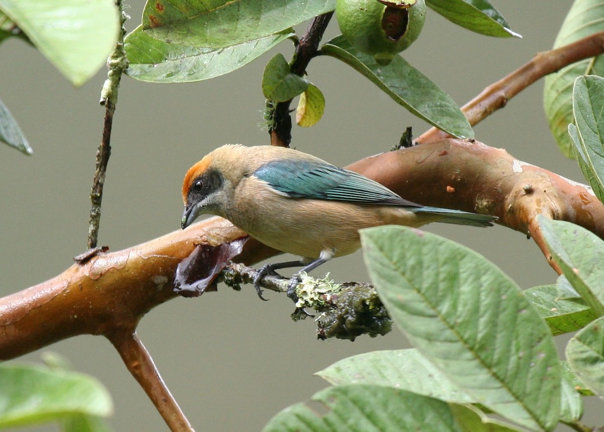 Burnished-buff Tanager (Rufous-crowned) - Megan Perkins