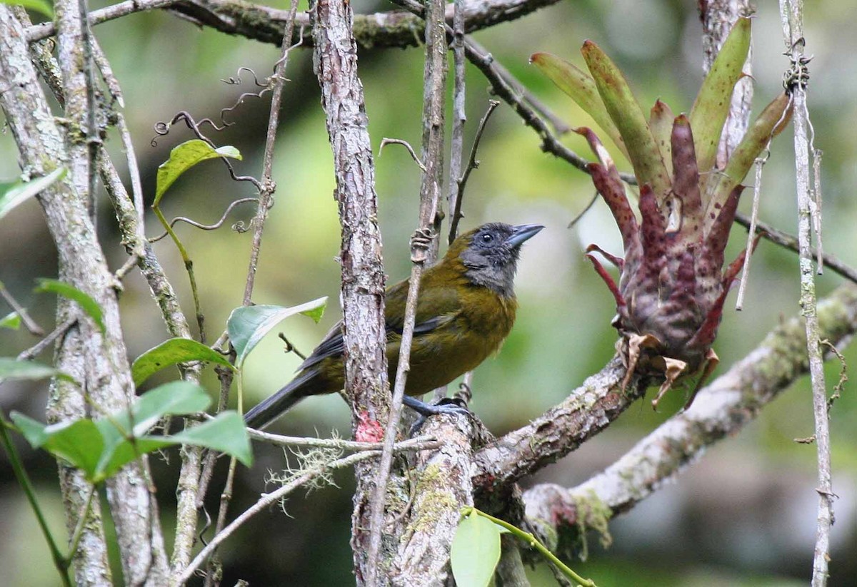 Olive-backed Tanager - ML204235061