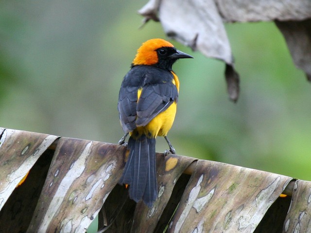 Orange Oriole - eBird