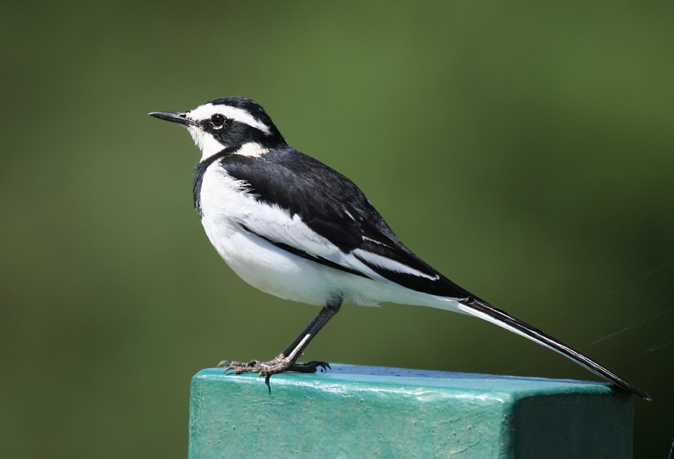 African Pied Wagtail - ML204235331