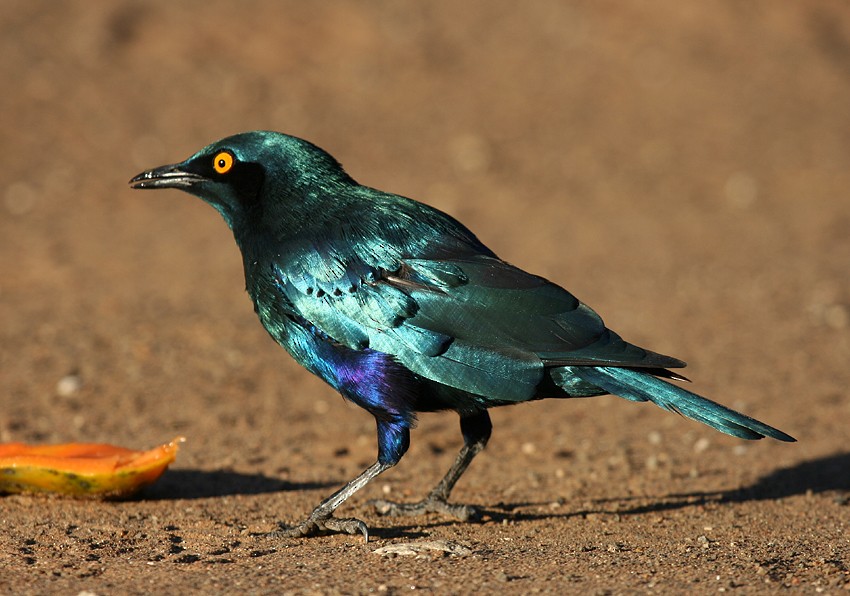 Greater Blue-eared Starling - ML204235381