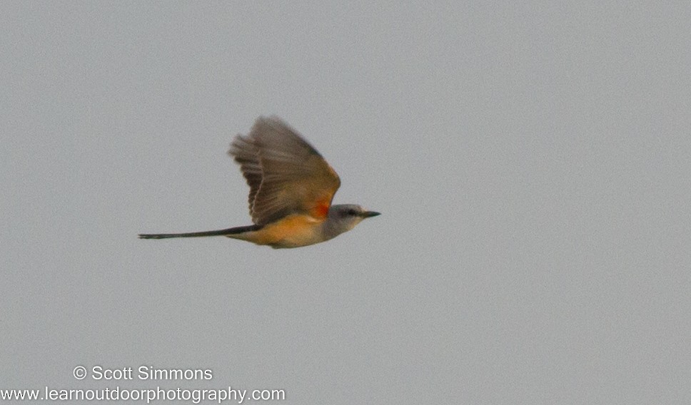 Scissor-tailed Flycatcher - Scott Simmons