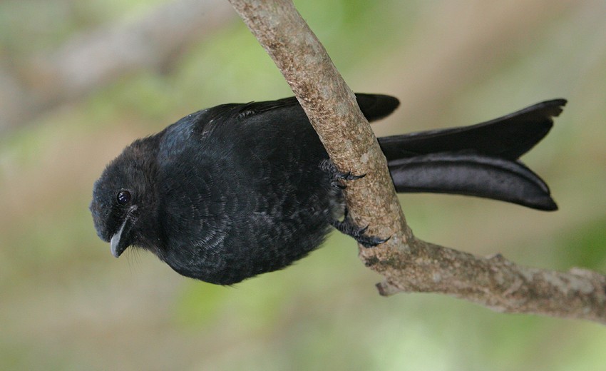 Fork-tailed Drongo - ML204235511