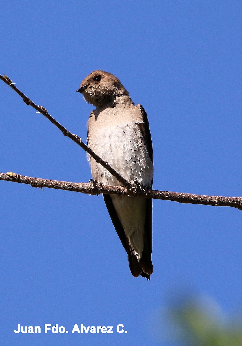Northern Rough-winged Swallow - JUAN FERNANDO ALVAREZ CASTRO