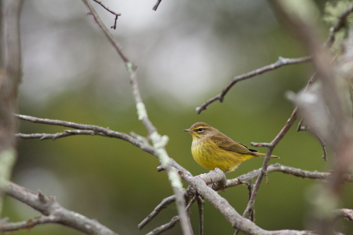 Palm Warbler (Yellow) - Jonathan Eckerson