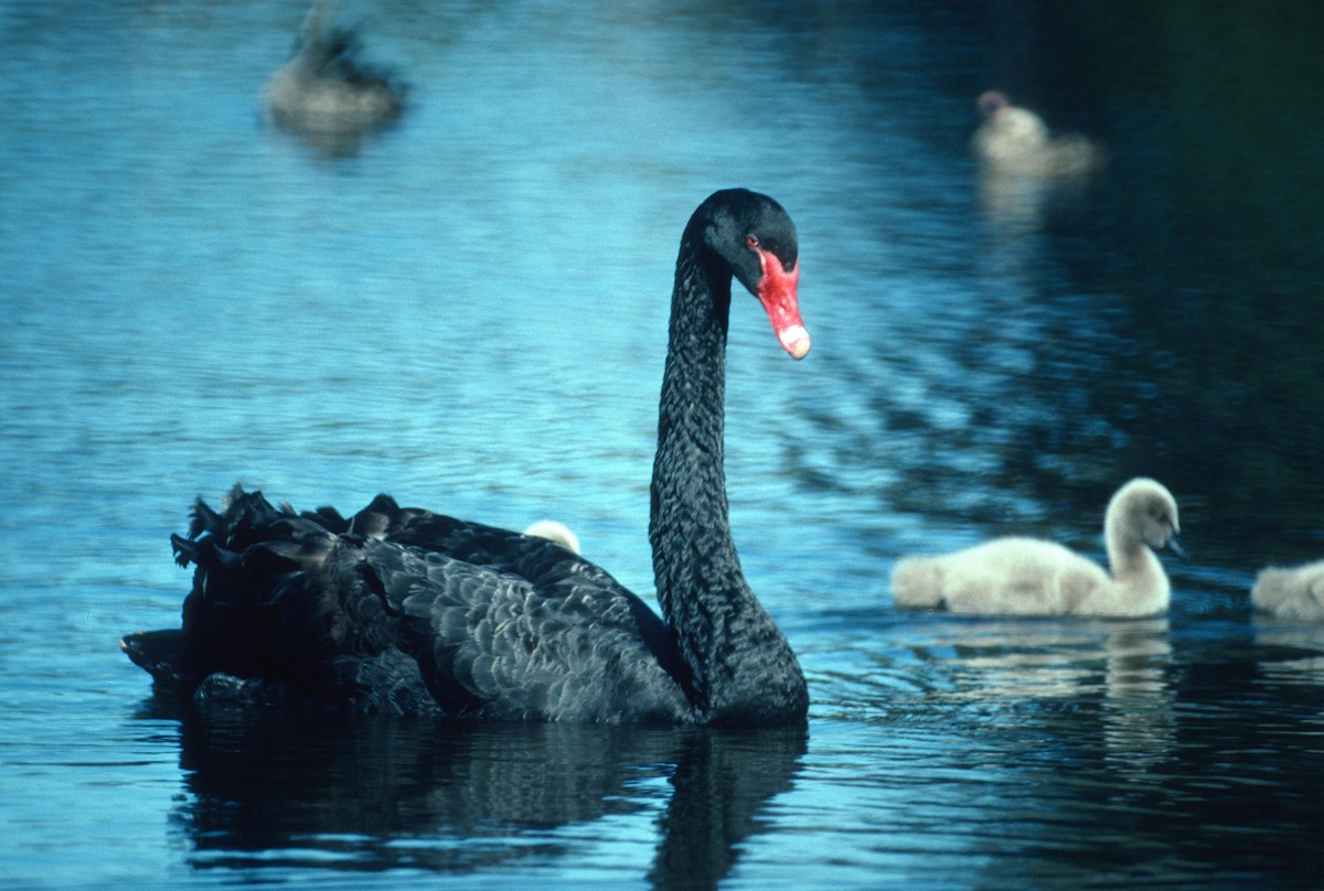 Black Swan - Lorenzo Vinciguerra