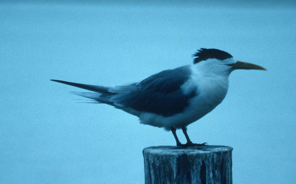 Great Crested Tern - Lorenzo Vinciguerra