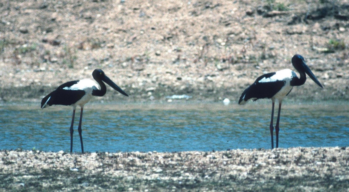 Black-necked Stork - Lorenzo Vinciguerra