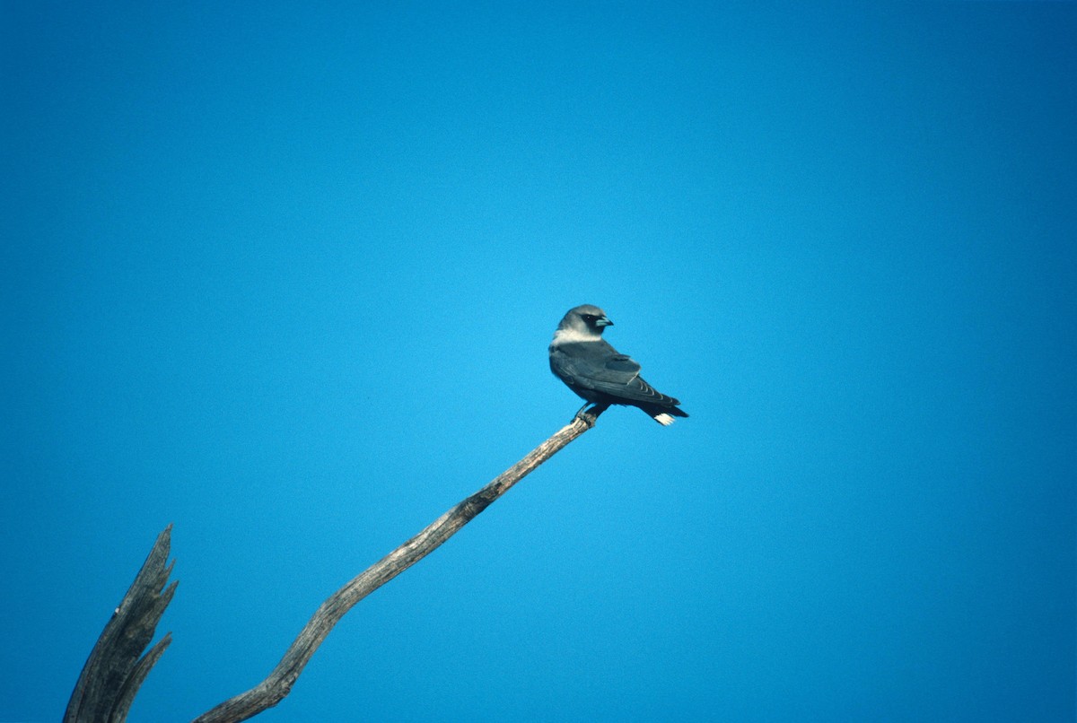 Black-faced Woodswallow - Lorenzo Vinciguerra