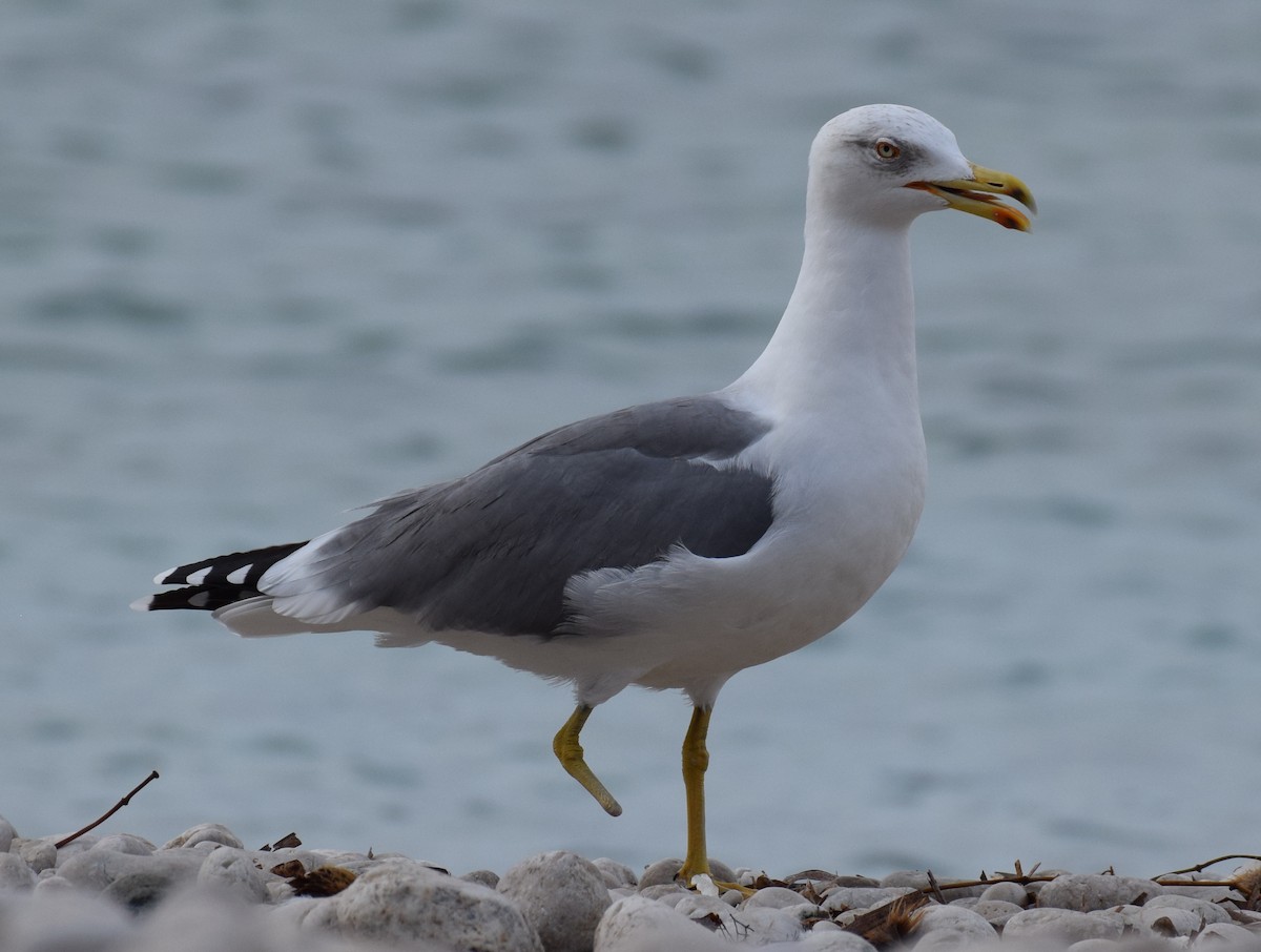 Yellow-legged Gull (michahellis) - Lorenzo Vinciguerra