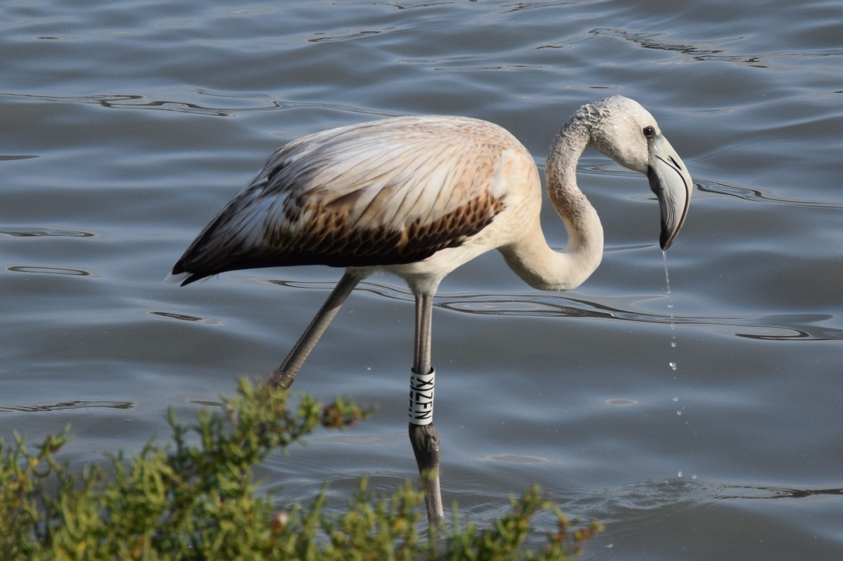 Greater Flamingo - Lorenzo Vinciguerra