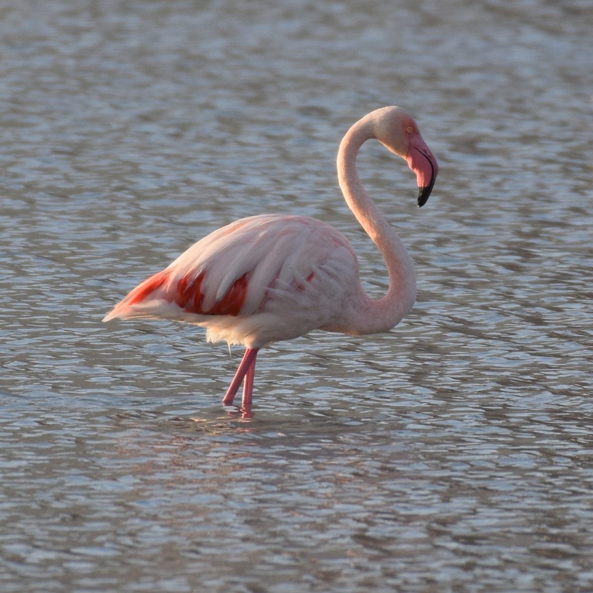 Greater Flamingo - ML204236501