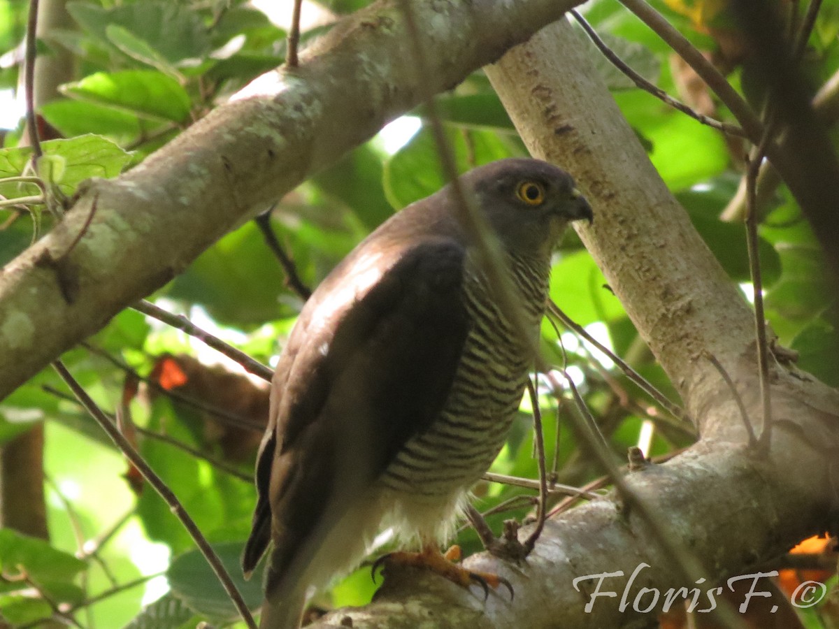 Madagascar Sparrowhawk - Floris Freijsen