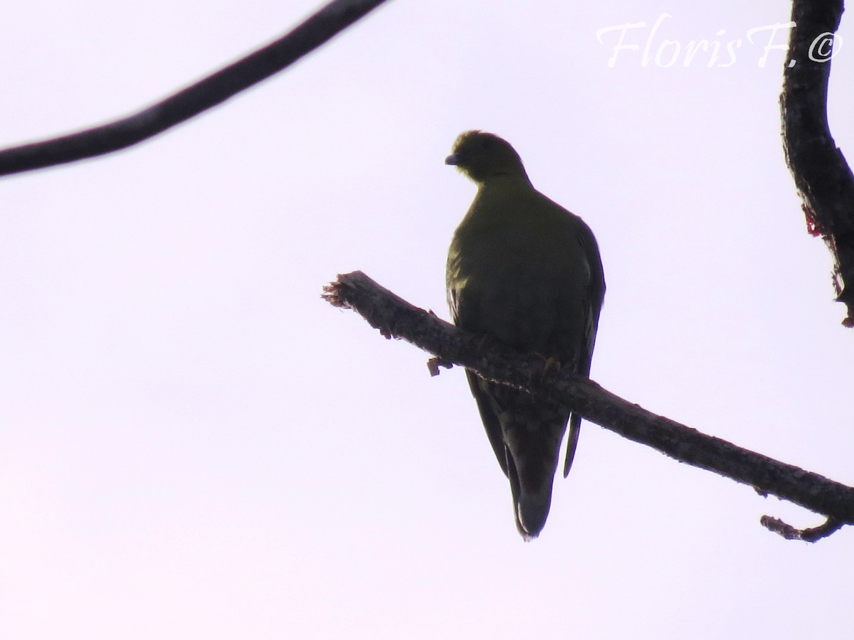 Madagascar Green-Pigeon - Floris Freijsen