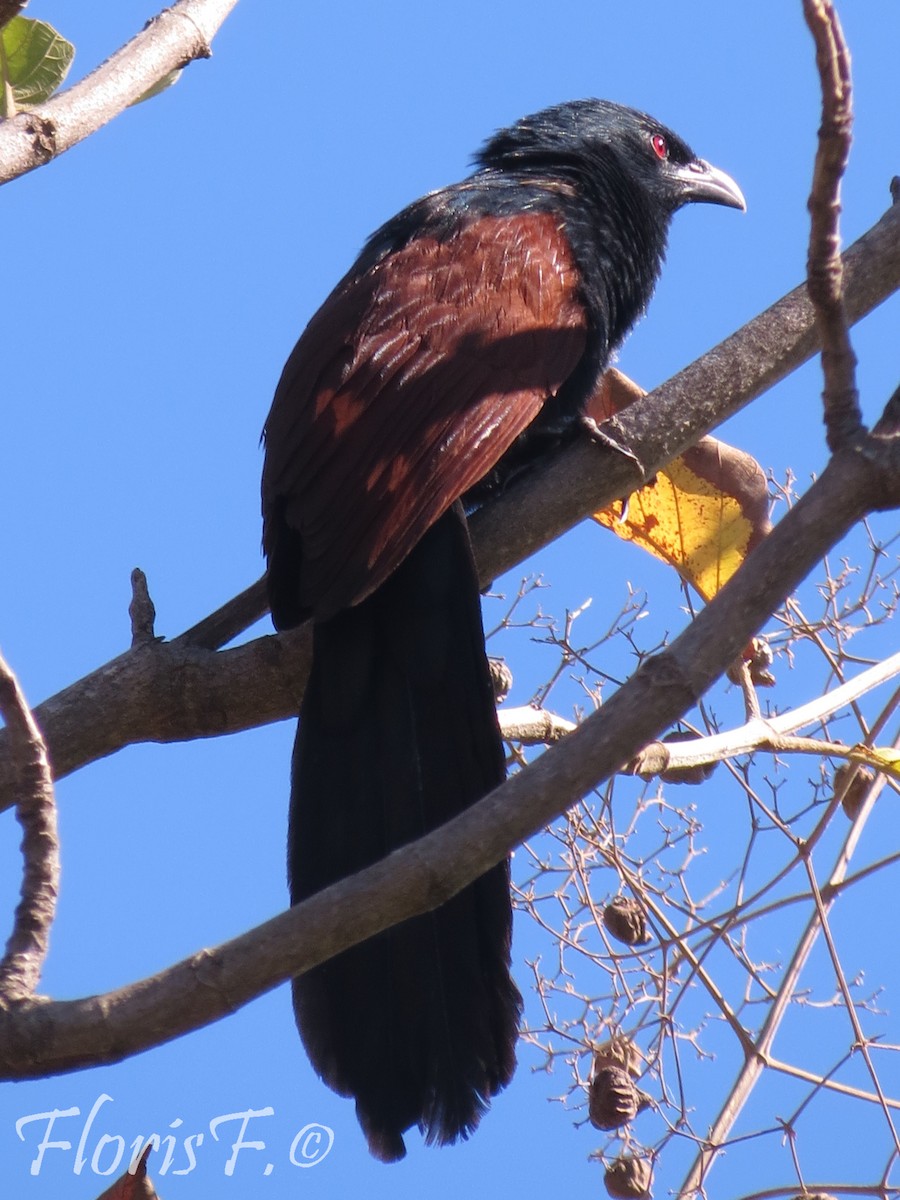 Malagasy Coucal - ML204236671