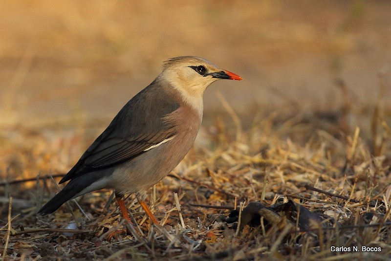 シロガシラムクドリ Burmannicus Ebird