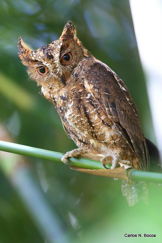 Sulawesi Scops-Owl (Sulawesi) - eBird