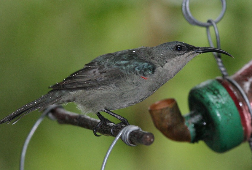 Mouse-colored Sunbird - ML204237321