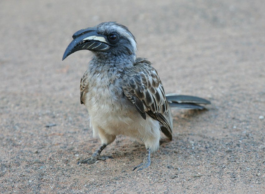 African Gray Hornbill - ML204237341