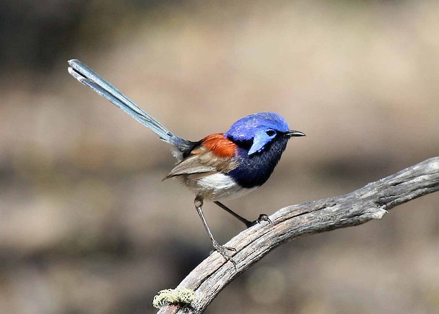 blue breasted fairy wren