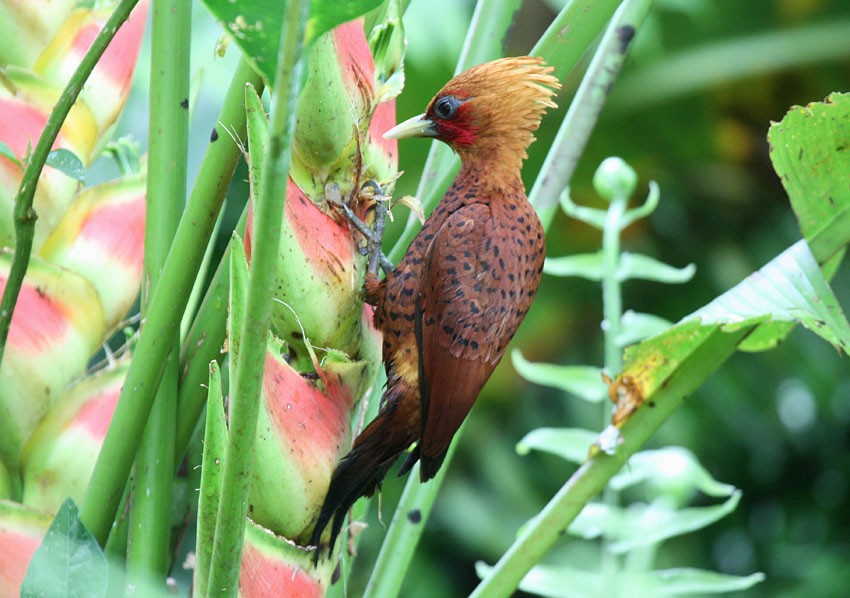 Chestnut-colored Woodpecker - ML204237751