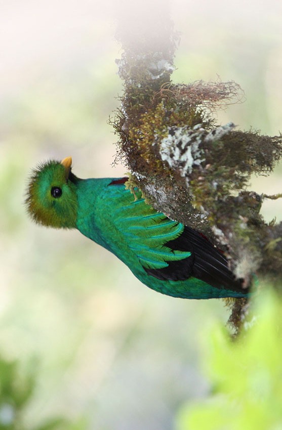 Resplendent Quetzal (Costa Rican) - ML204237781