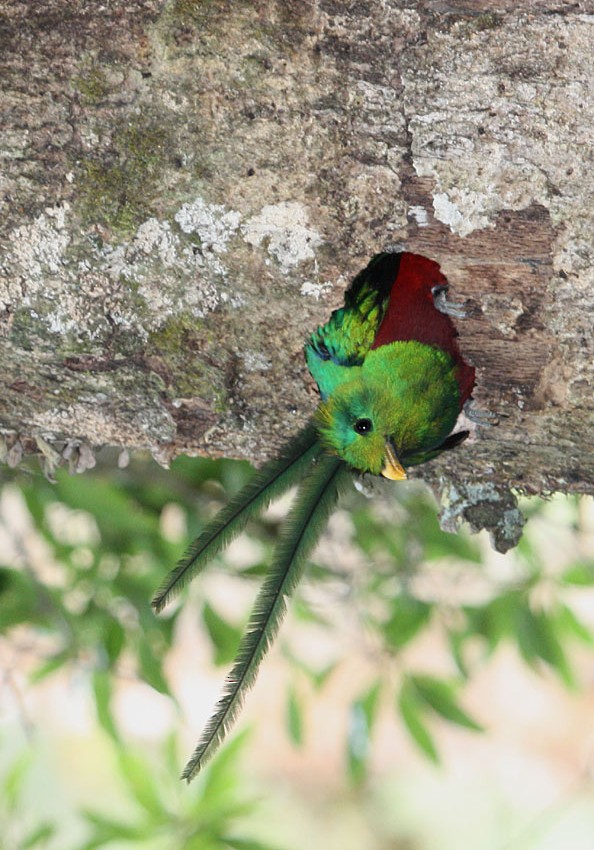 Resplendent Quetzal (Costa Rican) - Megan Perkins