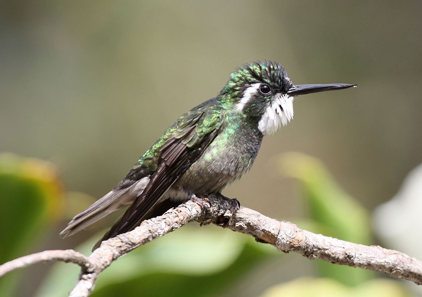 White-throated Mountain-gem (Gray-tailed) - ML204237811