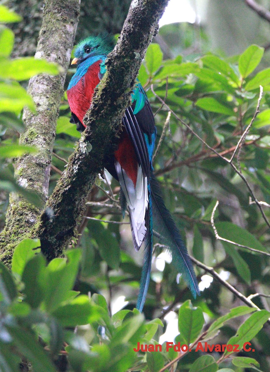 Resplendent Quetzal (Costa Rican) - JUAN FERNANDO ALVAREZ CASTRO