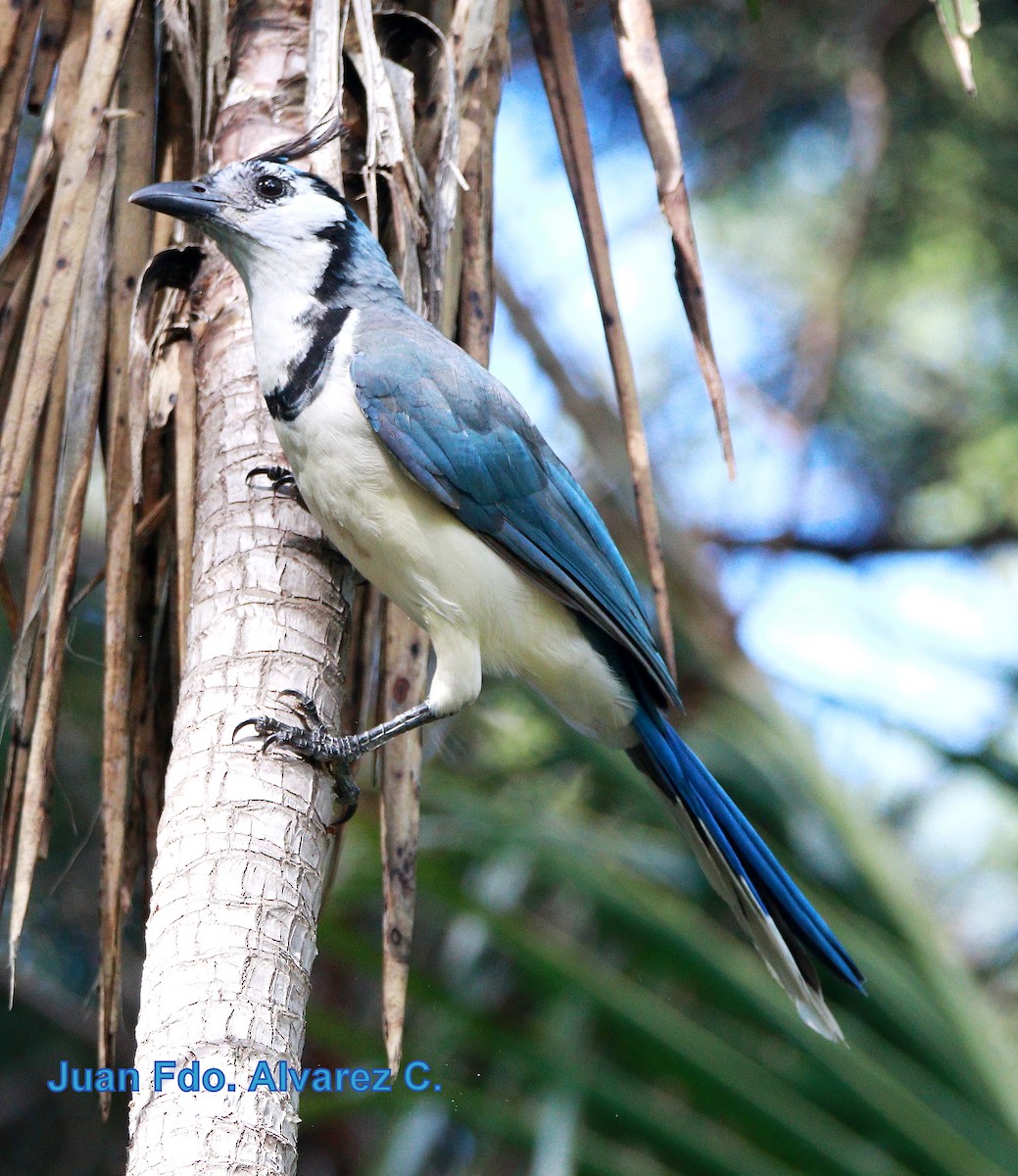 White-throated Magpie-Jay - ML204238021