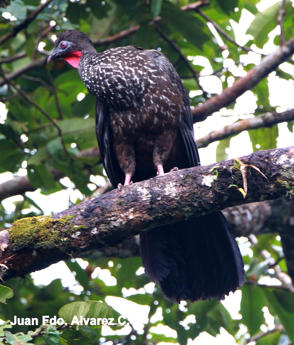 Crested Guan - ML204238041