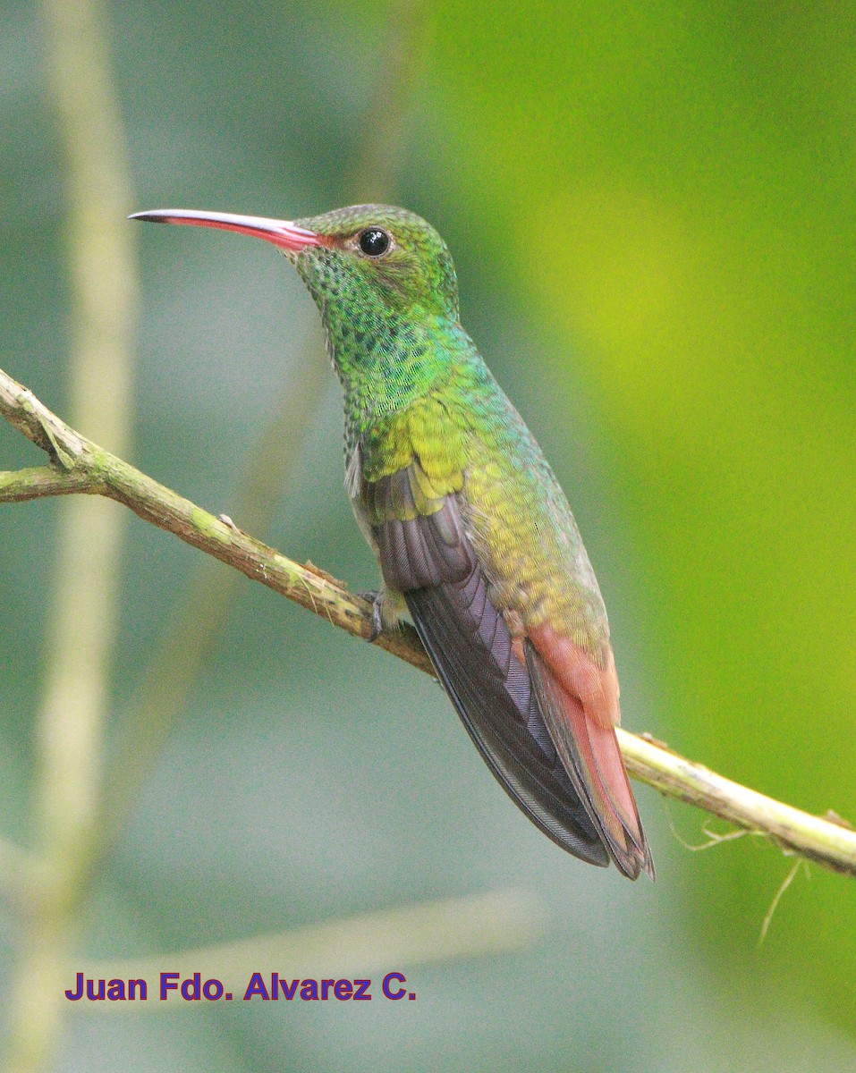 Rufous-tailed Hummingbird (Rufous-tailed) - ML204238051