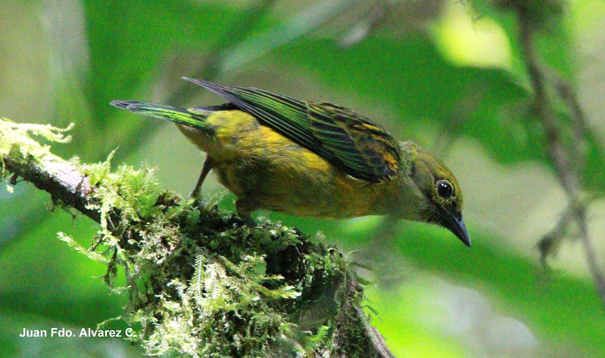 Silver-throated Tanager - ML204238091