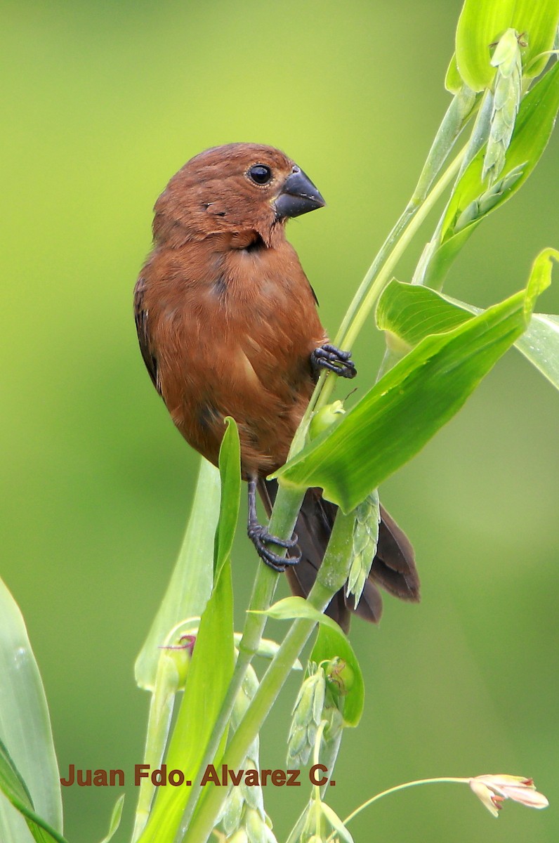 Thick-billed Seed-Finch - ML204238161