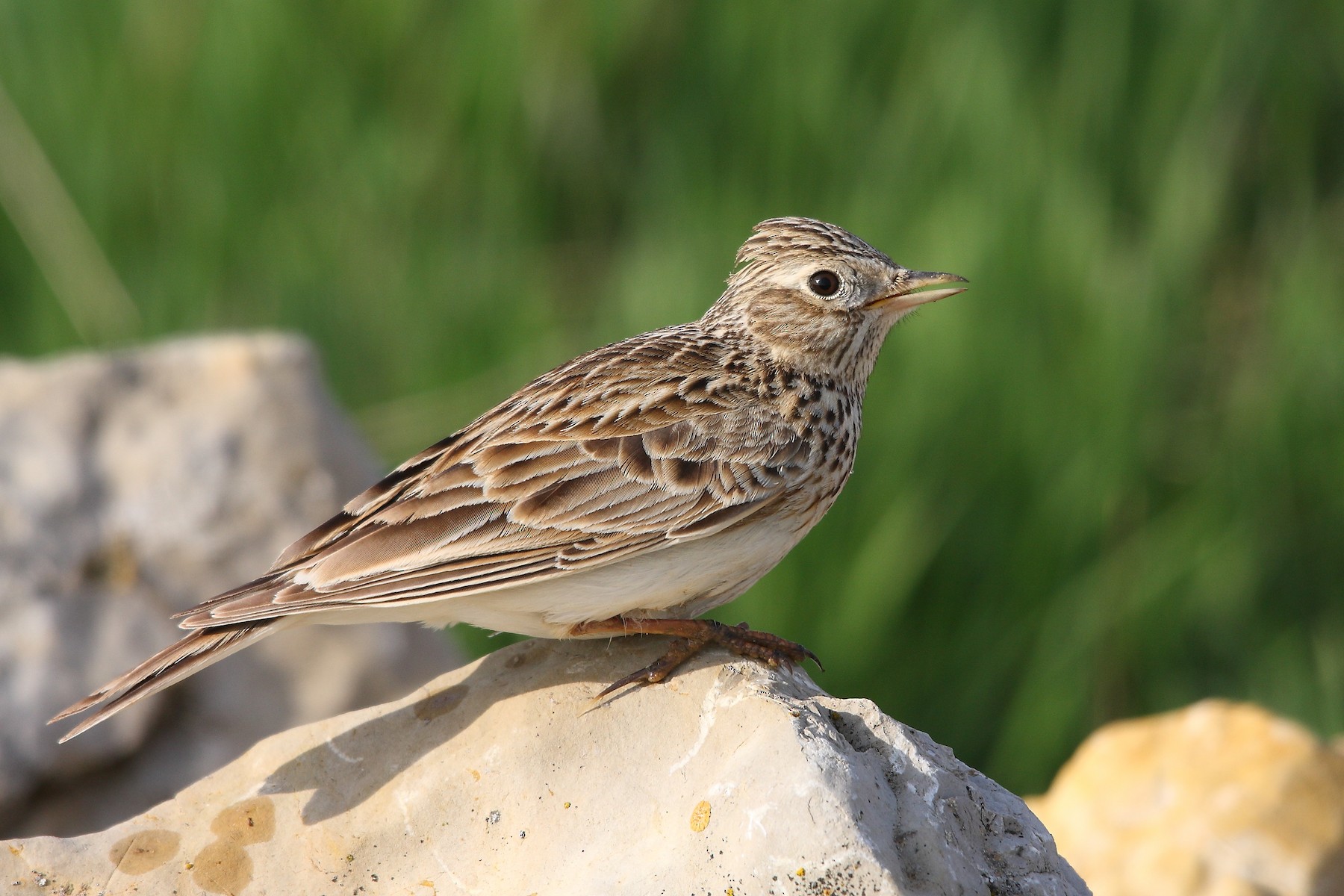 Alouette Des Champs Groupe Arvensis Ebird