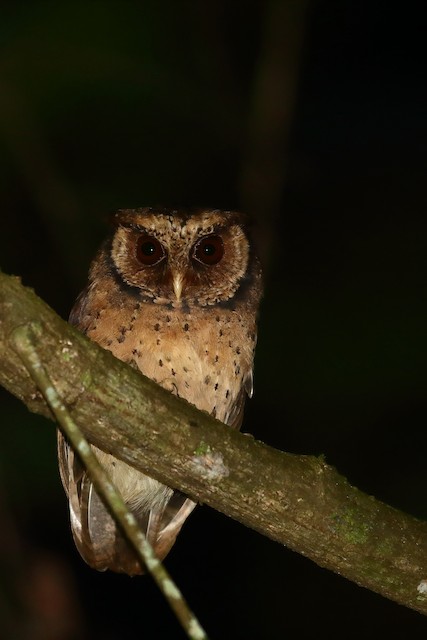 Reddish Scops-Owl