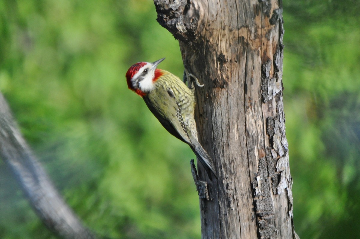Cuban Green Woodpecker - ML204239941