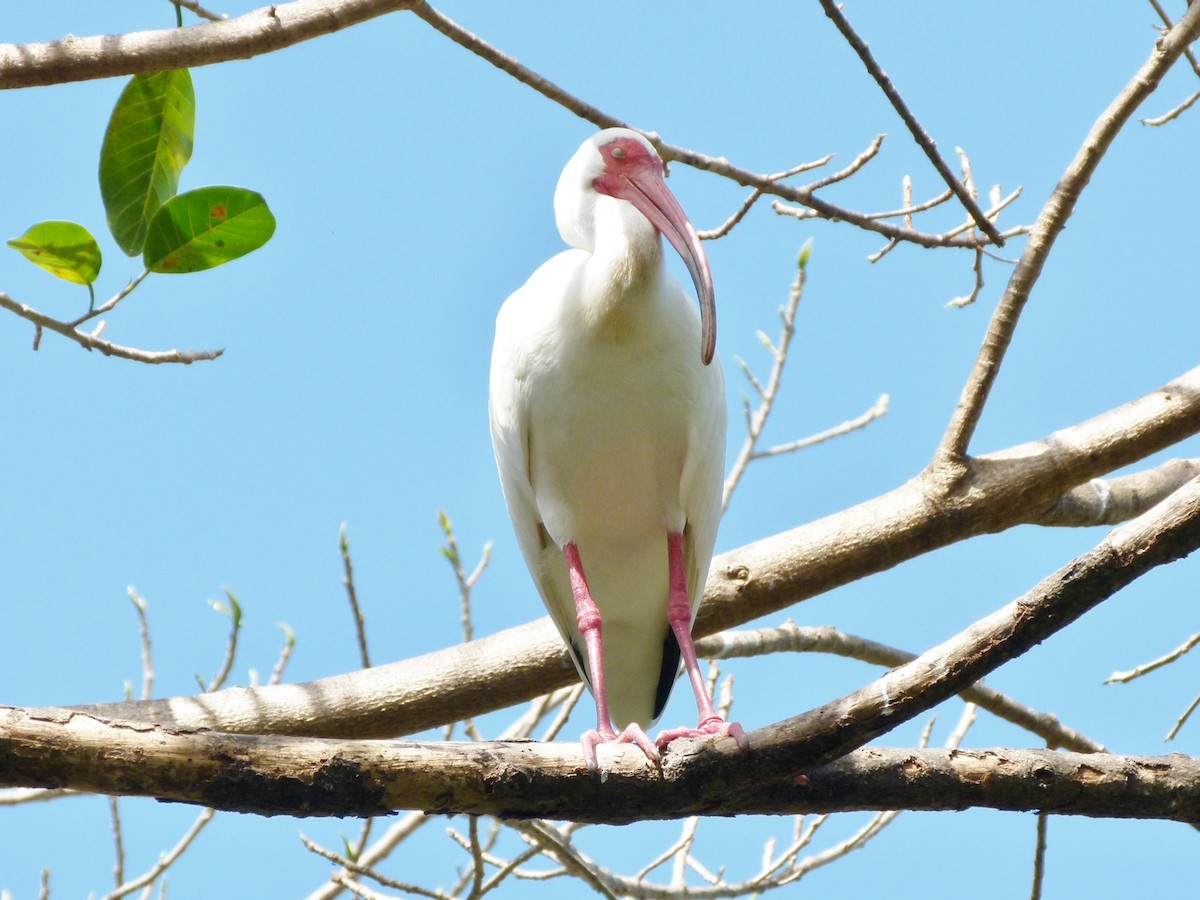 White Ibis - Raymond Marsh