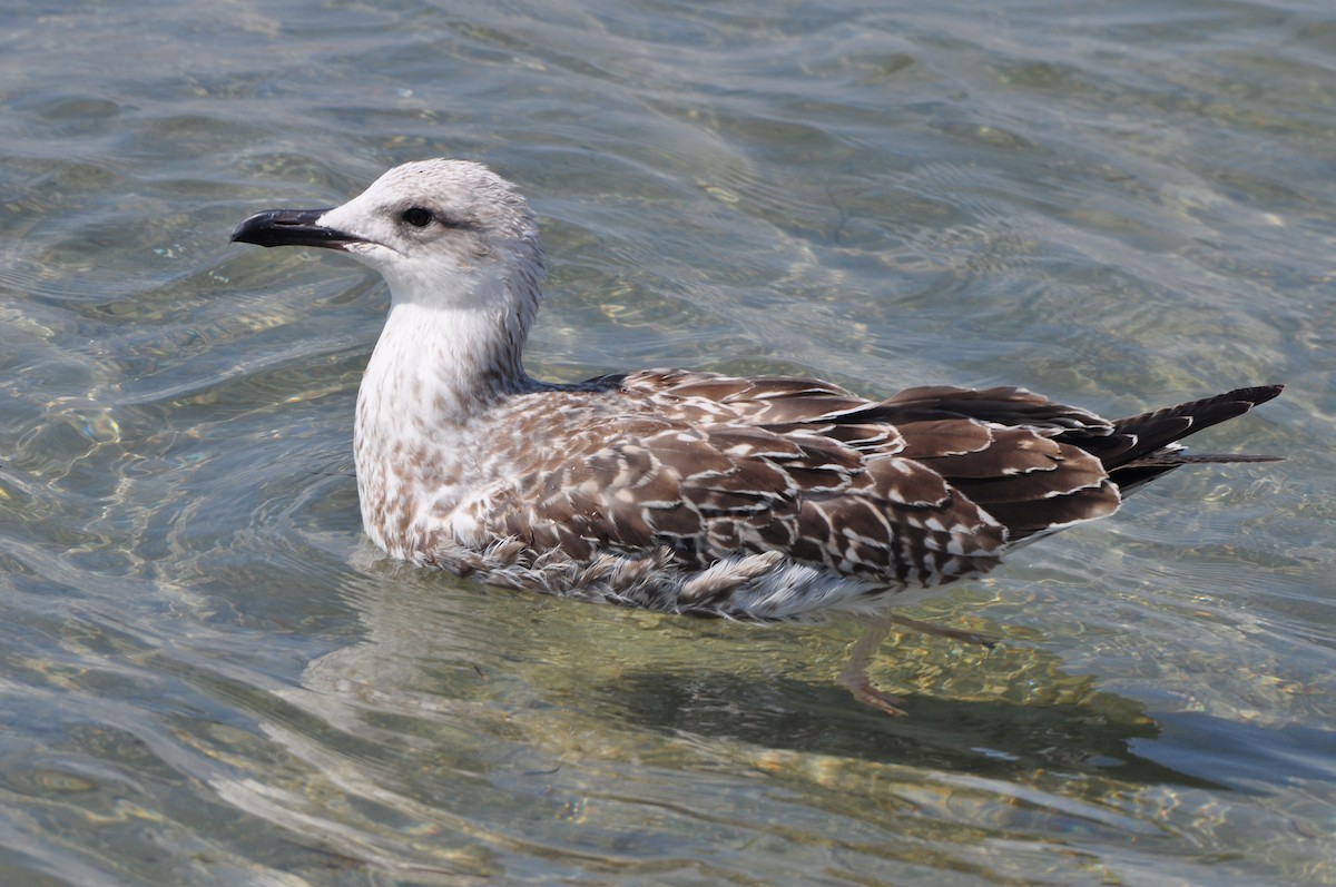 Yellow-legged Gull (michahellis) - Raymond Marsh