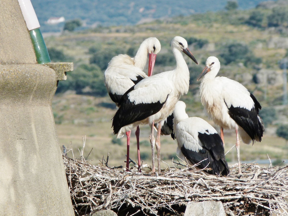 White Stork - Raymond Marsh