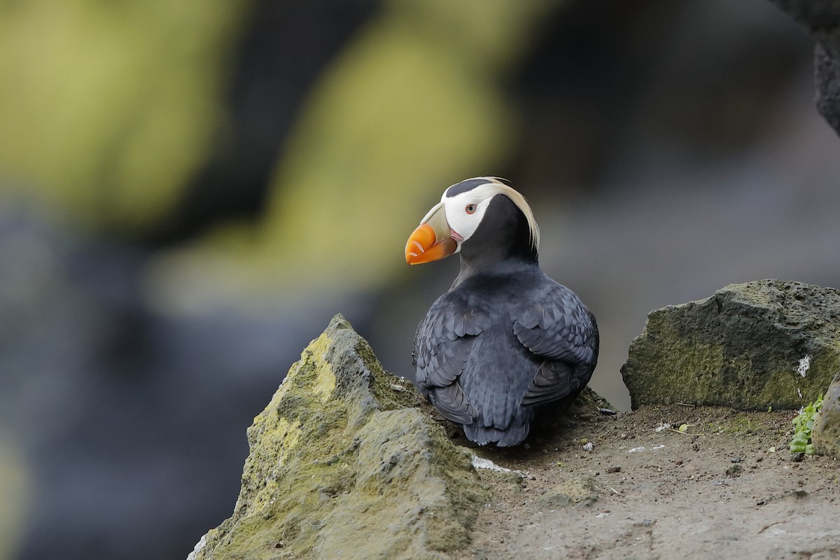 Tufted Puffin - ML204240401